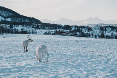 两只白雪鹿